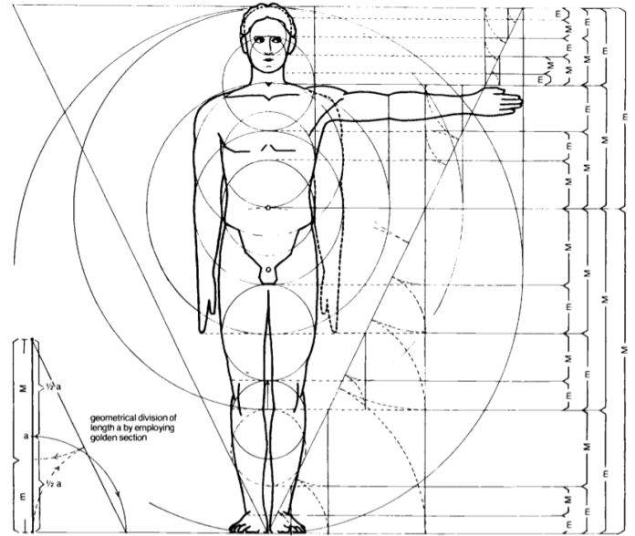 sezione aurea corpo umano